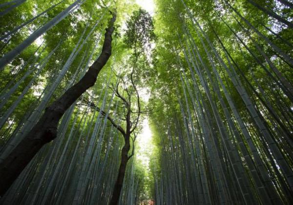 Photo of trees in the forest